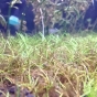 Eleocharis parvula pytanie