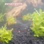 Moje pierwsze akwarium 105l, relacja, pytania, problemy
