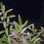 Akwarium 180l low tech- problem z roslinami