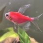 Tetra fluo kolor oddam w dobre ręce