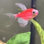 Tetra fluo kolor oddam w dobre ręce