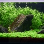 112 l - krewetkowy iwagum