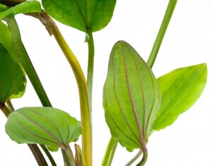 echinodotus-macrophyllus