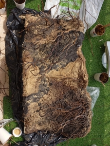 IMG20250607144538