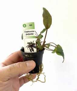 cryptocoryne-purpurea-4