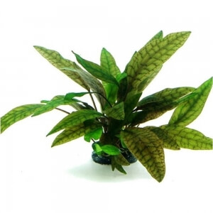 cryptocoryne-purpurea-2