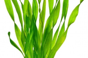 plik