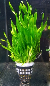 vallisneria-tortifolia