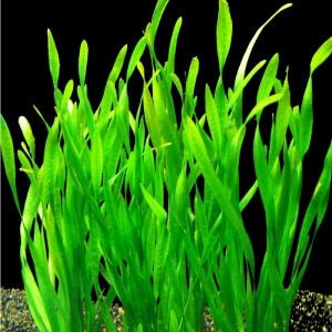 tortifolia-4