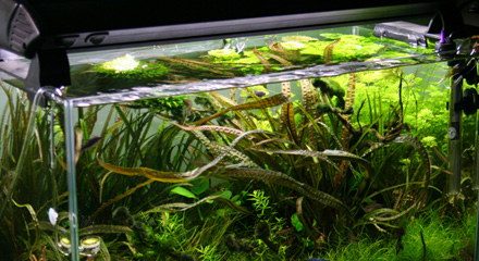 Nowy model świetlówek: Sylvania AquaClassic