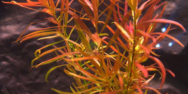 Ludwigia brevipes