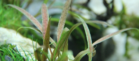 Cryptocoryne albida brown