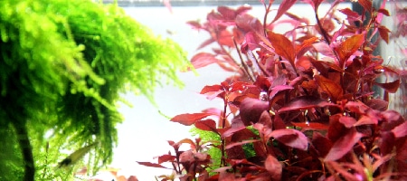 Alternanthera reineckii Rosanervig 