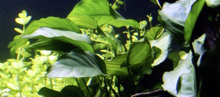 Anubias barteri