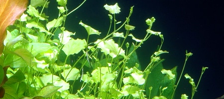 Cardamine lyrata