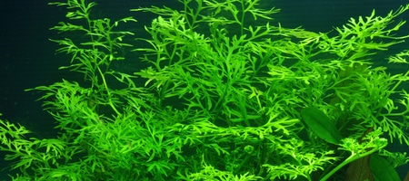 Ceratopteris thalictroides