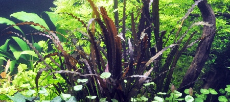 Aponogeton crispus Red