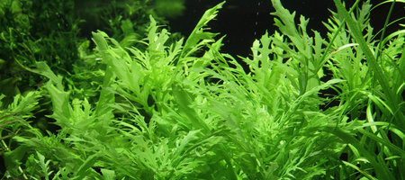 Hygrophila difformis