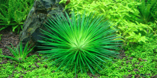 Eriocaulon cinereum