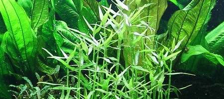 Murdannia keisak
