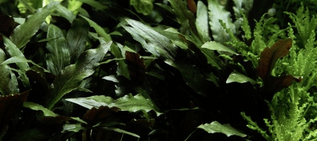 Cryptocoryne beckettii Petchii