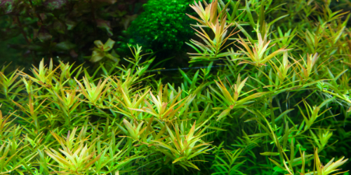 Rotala Vietnam Hra
