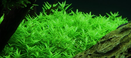 Rotala green