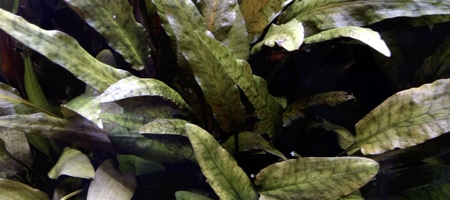 Cryptocoryne wendtii Tropica