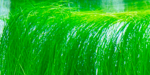 Eleocharis Xingu