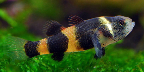 Babka osa (babka złota) - Brachygobius doriae
