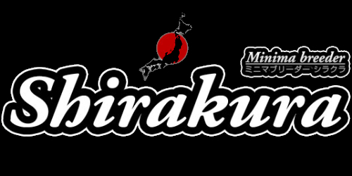 Produkty Shirakura - co warto polecić?