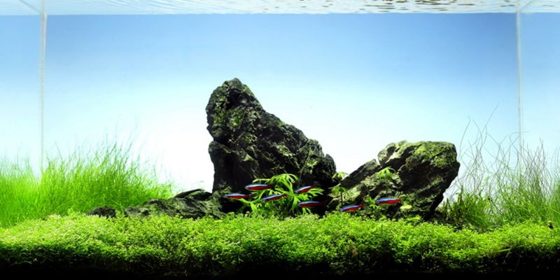 60l - Mark Evans (Tropica)