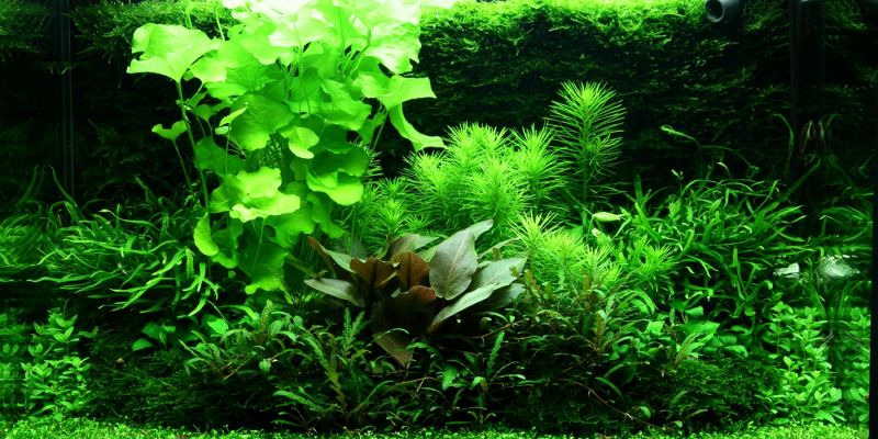 100l - Adrie Baumann (Tropica)