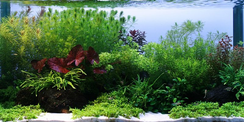 250l - Rasmus Ostergaard (Tropica)