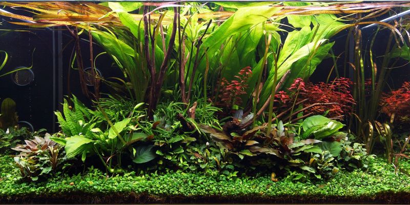 250l - George Farmer i Jurijs Jutjajevs (Tropica)