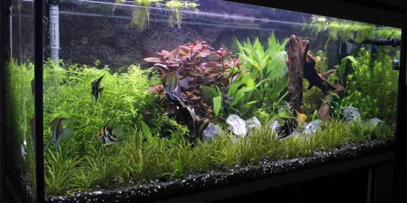 240l - Nature Zone - Paweł