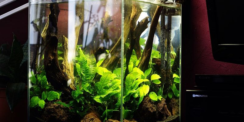 027l - Cube in Nature - msnolan
