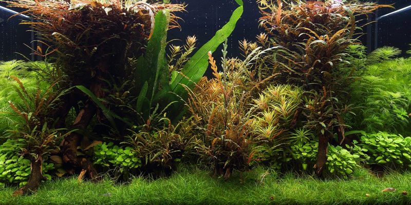 250l - George Farmer i Jurijs Jutjajevs (Tropica)