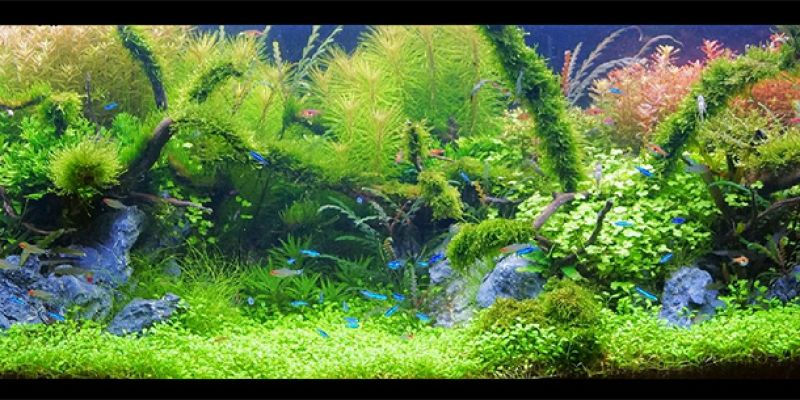 450l - jaceks36