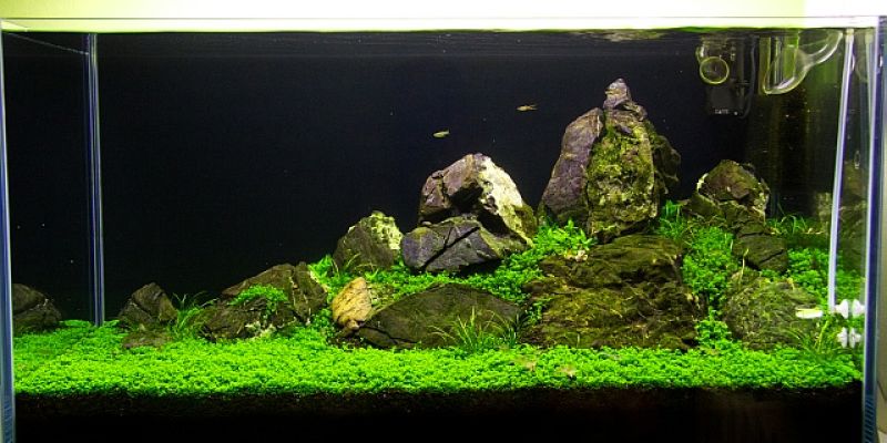 182l -  Iwagumi