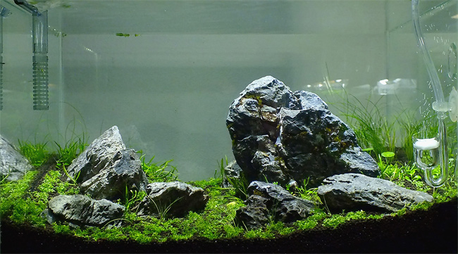 018l - Iwagumi - AquaNL