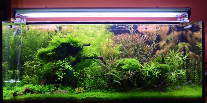 300l - kajorek