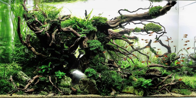250l - Tree of distand dream - Krzysztof Bliźniak