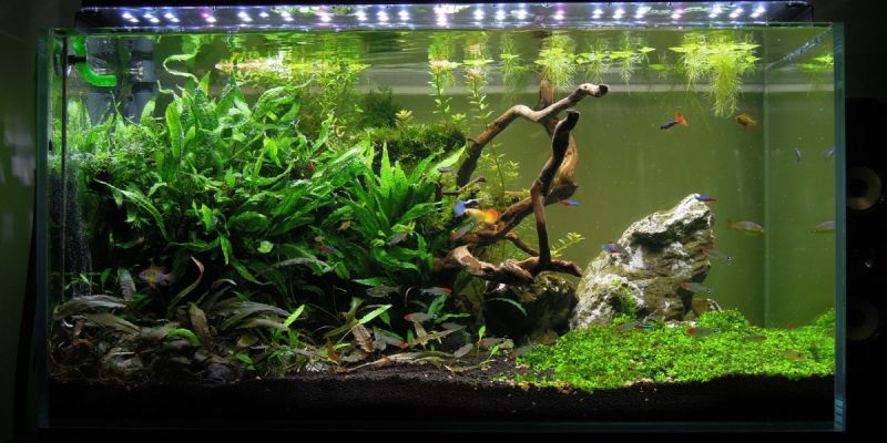182l - Fishtank_3 - S.S. 