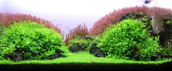 180l - Plant Hills