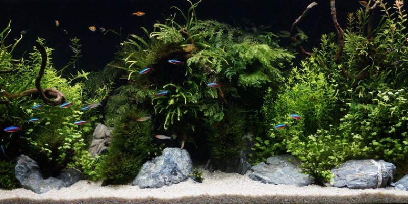 450l - Madagaskar - jaceks36 