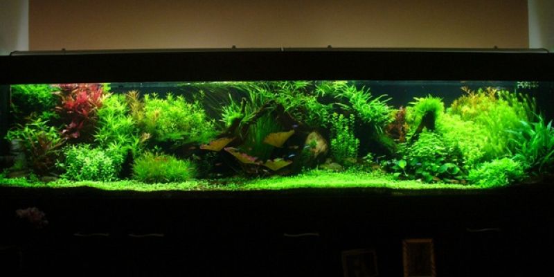 690l - akwarium holenderskie - kubal