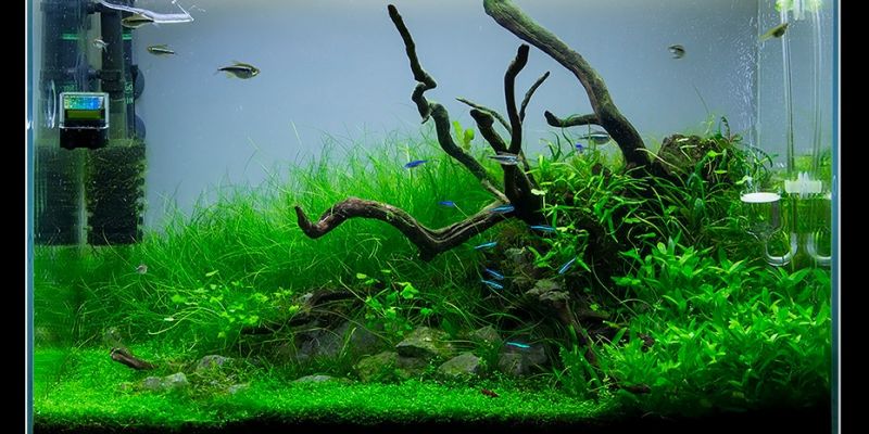 086l - Green - luck