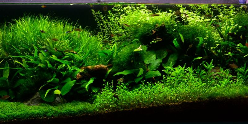 300l - Natura - M.Jadach 