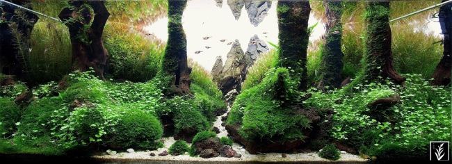 360l - Piotr Dymowski - The Edge of the mountain forest